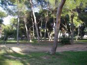 2008-12-27-022-Pine-Wood-Parkland