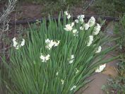 2008-12-29-009-Narcissus