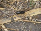 2008-12-29-011-Crab-Beetle