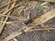 2008-12-29-012-Crab-Beetle