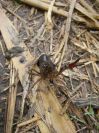 2008-12-29-013-Crab-Beetle