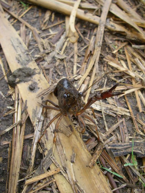 2008-12-29-013-Crab-Beetle