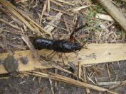 2008-12-29-014-Crab-Beetle
