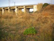 2008-12-30-010-Osteospermun