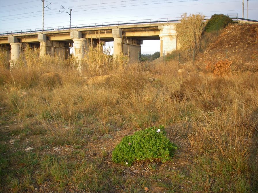 2008-12-30-010-Osteospermun