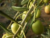 2008-12-30-013-Olives