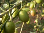 2008-12-30-014-Olives