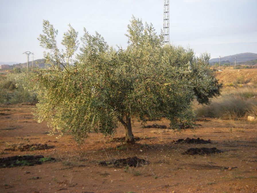 2008-12-30-015-Olives