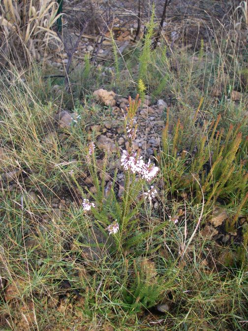 2008-12-30-017-Heather