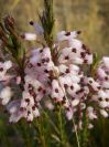 2008-12-30-019-Heather