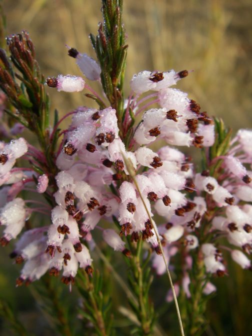 2008-12-30-019-Heather