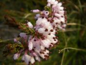 2008-12-30-020-Heather