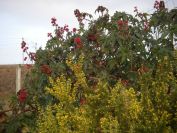 2008-12-30-021-Broom-and-Castor-Oil