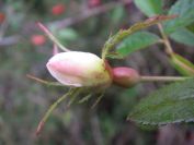2008-12-30-035-Wild-Rose