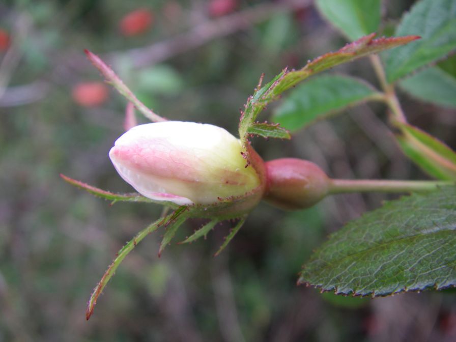 2008-12-30-035-Wild-Rose
