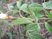 2008-12-30-036-Wild-Rose