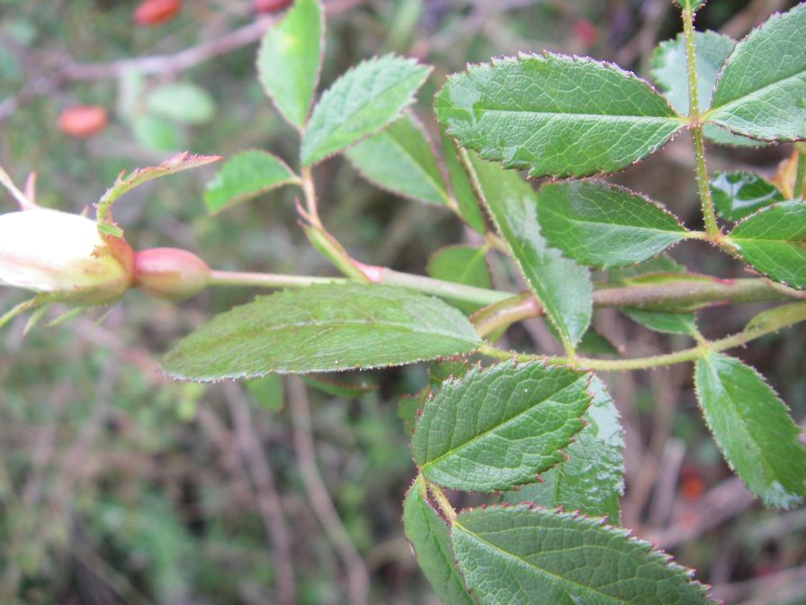 2008-12-30-036-Wild-Rose