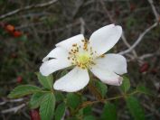 2008-12-30-037-Wild-Rose