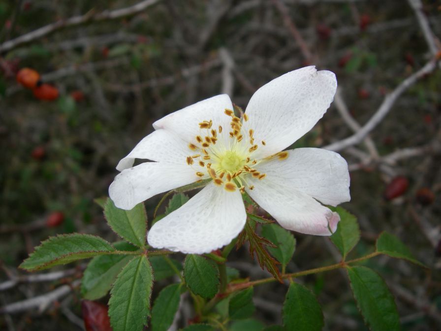 2008-12-30-037-Wild-Rose