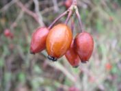 2008-12-30-038-Wild-Rose
