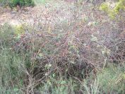 2008-12-30-039-Wild-Rose