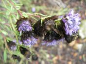 2008-12-30-040-Globularia-Alypum