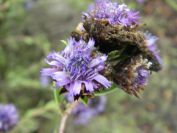 2008-12-30-041-Globularia-Alypum