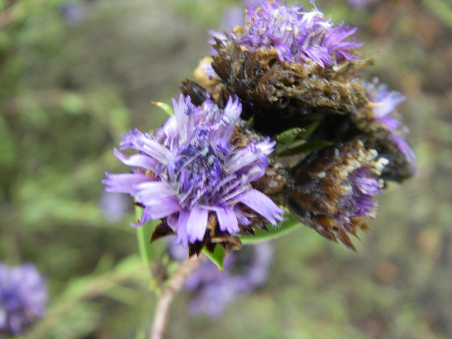 2008-12-30-041-Globularia-Alypum