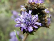 2008-12-30-042-Globularia-Alypum