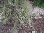 2008-12-30-043-Globularia-Alypum