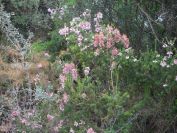 2008-12-30-044-Heather