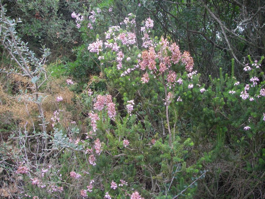 2008-12-30-044-Heather