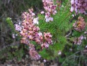 2008-12-30-045-Heather