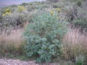 2008-12-30-050-Pea