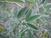 2008-12-30-051-Pea