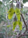 2008-12-30-052-Pea