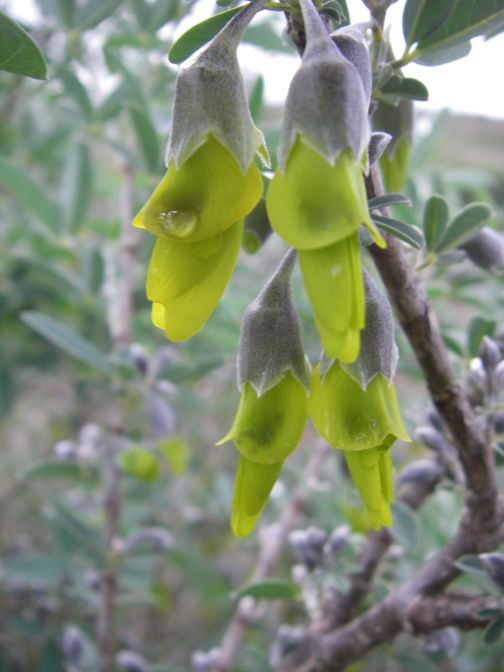 2008-12-30-052-Pea