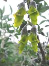 2008-12-30-053-Pea