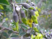 2008-12-30-054-Pea