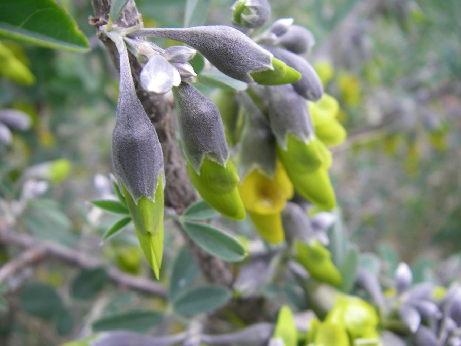 2008-12-30-054-Pea