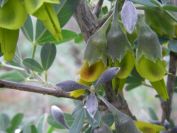 2008-12-30-055-Pea
