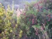 2008-12-30-059-Broom-and-Lentisk
