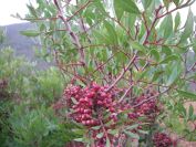 2008-12-30-061-Lentisk