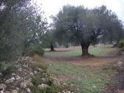 2008-12-31-004-Olive-Groves