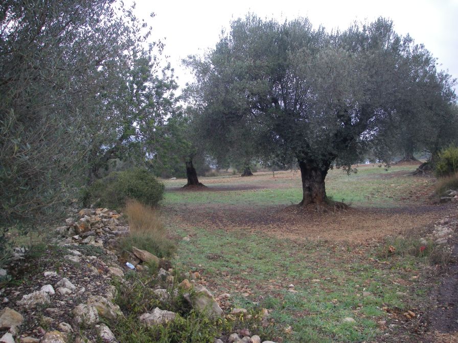 2008-12-31-004-Olive-Groves