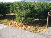 2008-12-25-003-Orange-glut