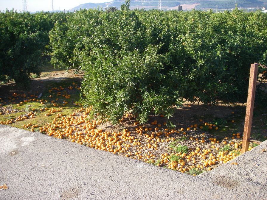 2008-12-25-003-Orange-glut
