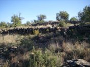 2008-12-25-016-First-Wild-Hillside