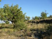 2008-12-25-017-First-Wild-Hillside