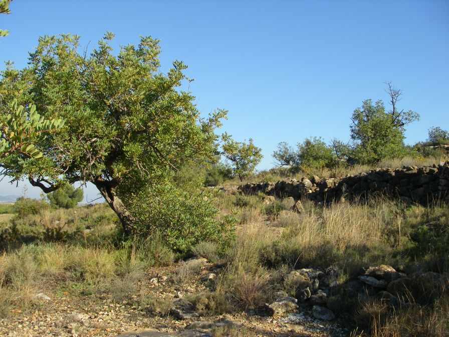 2008-12-25-017-First-Wild-Hillside